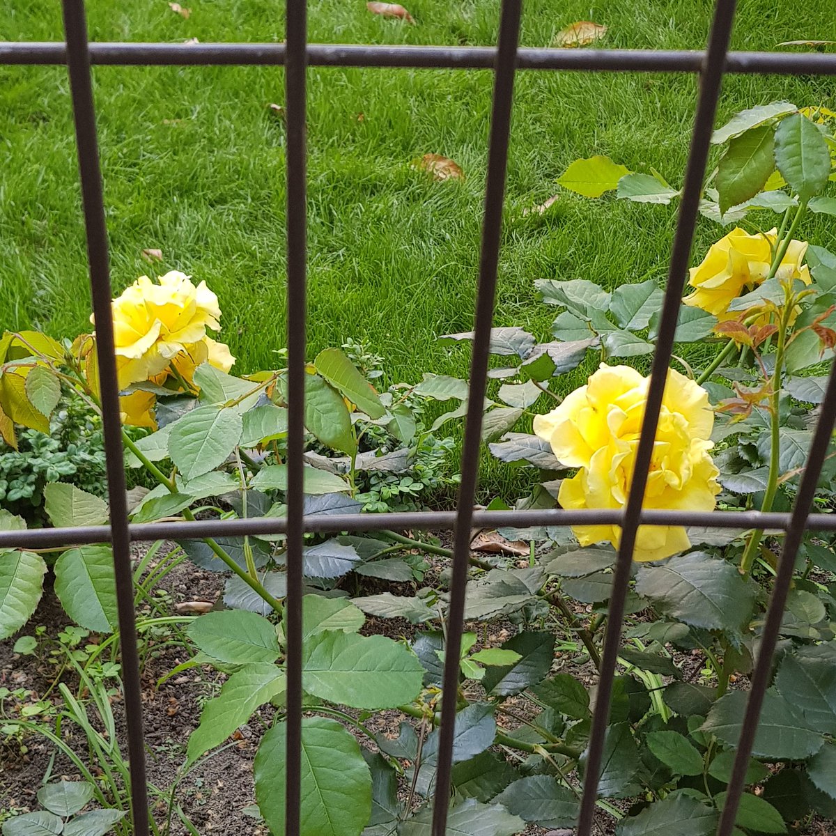 Yellow Roses